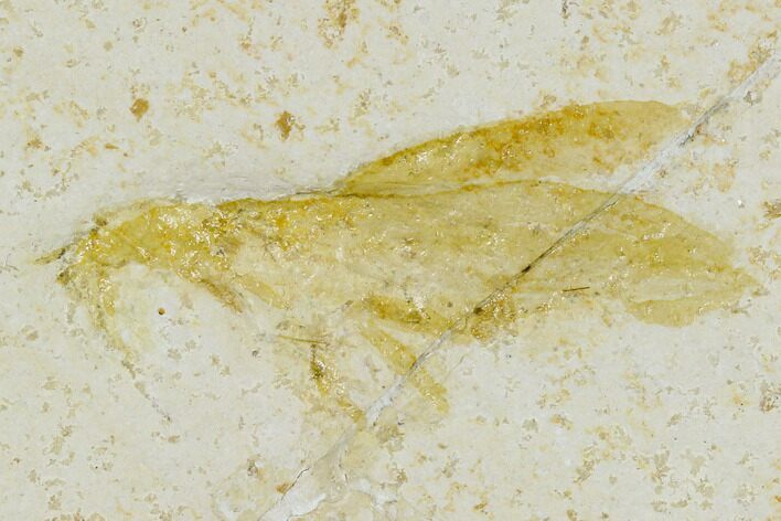 Jurassic Beetle (Coleoptera) - Solnhofen Limestone #113590